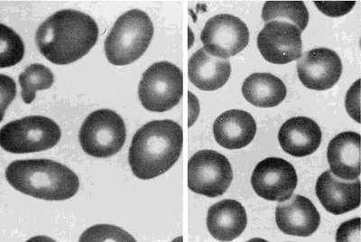 Erythrocytes
